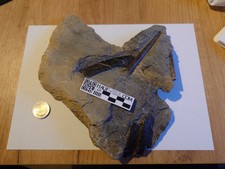 Knochenteile Ichtyosaurier und