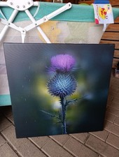 Distel Kunstdruck Blüte Leinwand Blume Gothik Gothic mit Beschädigung