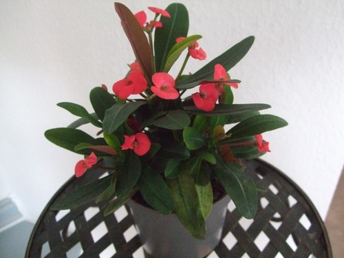 Euphorbia milii maxi olympia - milii, olympia®