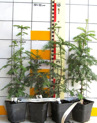 Taxus baccata gracilis - taxus, "gracilis