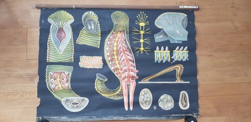 Lehrtafel bildtafel wandkarte - lehrtafel,