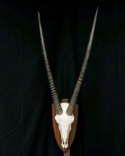 Kapitale Orix Antilope