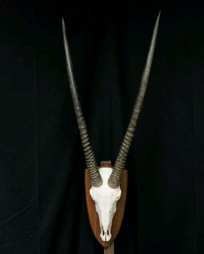 Kapitale orix antilope - kapitale,
