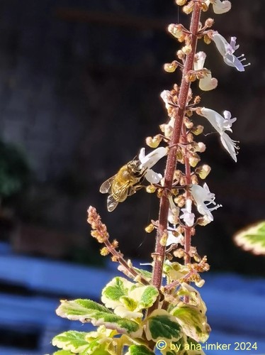 Bienenfutter invert - 🐝,