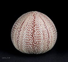 Seeigel, Sea urchin Echinus esculentus 116mm  Nordost-Atlantik