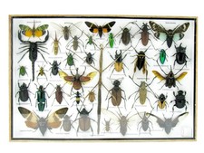 Einzelstück - echte