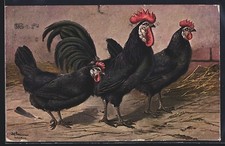 Künstler-AK Alfred Schönian: schwarz-grüne Hühner mit Hahn 1913 