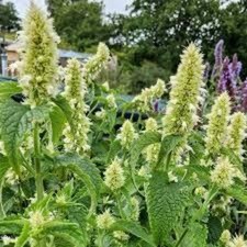 Agastache rugosa 'Alabaster'