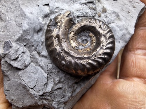 Pyrit ammonit arieticeras - ammonit,
