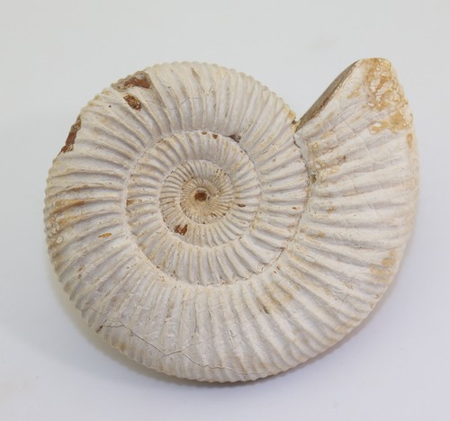 Ammonit perisphinctes - ammonit,,
