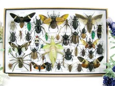 Einzelstück - echte exotische