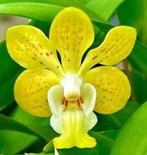 Vanda Species ´Sun Spreckles´ NEW Duft kräftige Pflanze Orchidee Orchideen