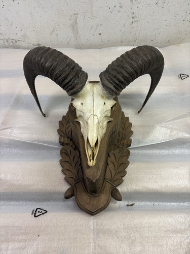 Horn mufflon widder - widder, gehörn