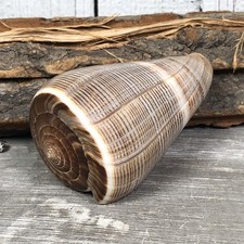 Conus Figulinus 7-8cm