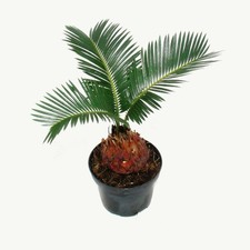 Exotenherz - Cycas revoluta  -  Japanischer Palmfarn mit Knolle - 9cm Topf
