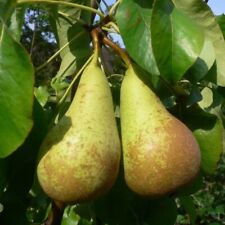 Conference Birne Birnbaum Birnenbaum Buschbaum Halbstamm Hochstamm