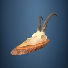 173CAM Gemse jagdtrophae, gams, gamswild 22cm 