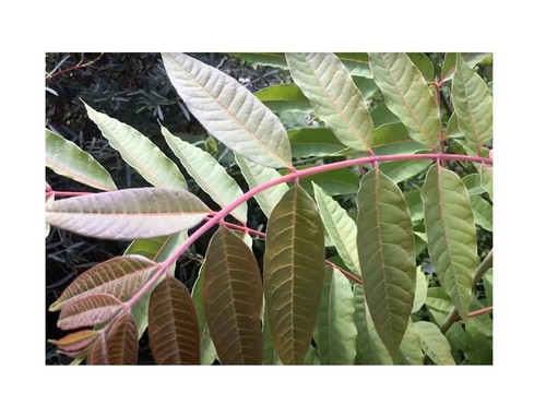 10x toona sinensis - toona,
