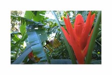 3x Musa coccinea Rote
