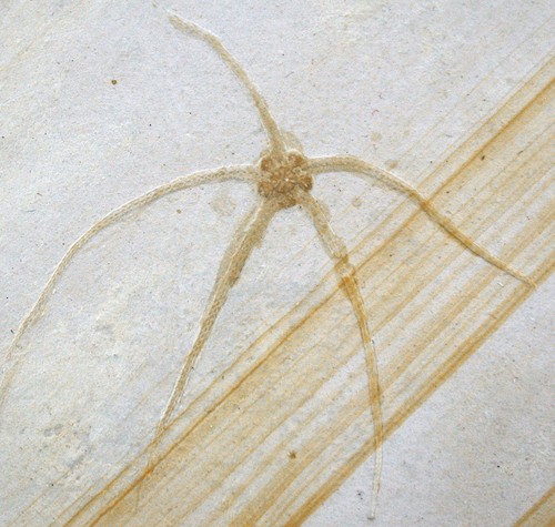 Malm geocoma carinata - malm,