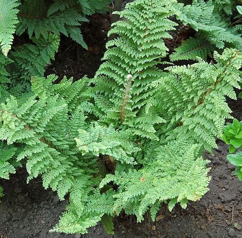 Weicher schildfarn plumosum - weicher,