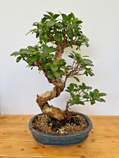 Bonsai Ficus microcarpa Nr