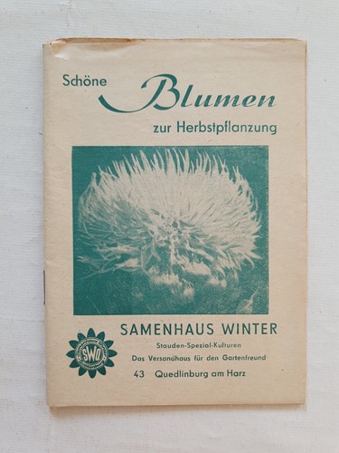 Schöne blumen zur - schöne,