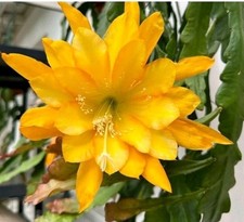 Epiphyllum Going Bananas