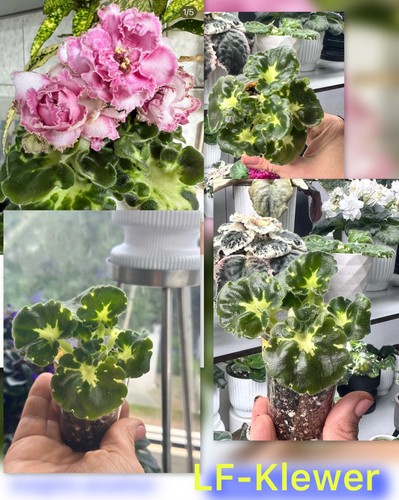 African violet - african, violet(lf-klewer)