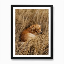 Golden Retriever Sleeping In