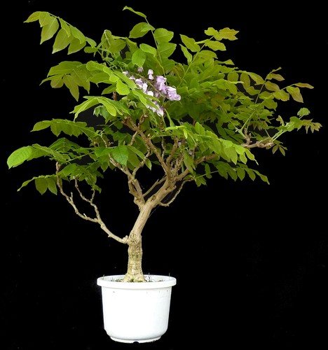 Bonsai wisteria blauregen - -,