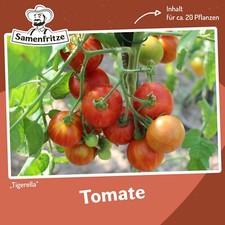 Tomatensamen Tigerella für ca. 20 Pflanzen - alte gestreifte Sorte