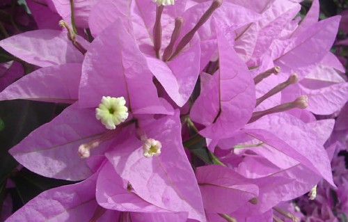 Bougainvillea-Welt