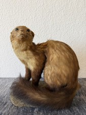 Ausgestopfter Marder „Fiona"