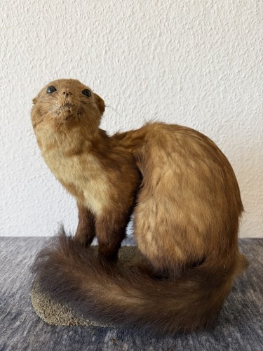 Ausgestopfter marder fiona - ausgestopfter,