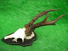 alter starker 6er Rehbock