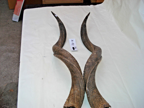 Kudu hörner antilope - kudu,