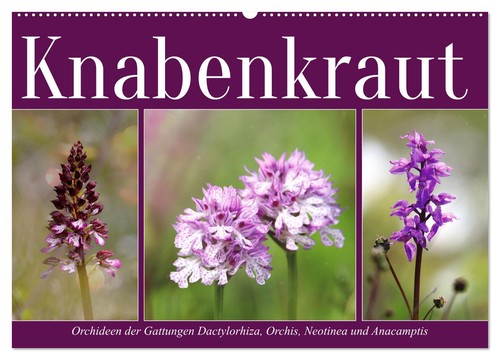Knabenkraut wandkalender 2027 - knabenkraut, (wandkalender