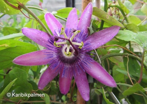 Passiflora lavander lady - 'lavander, lady'