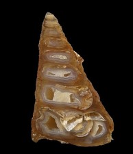 Achat (achatisierte Turitella-Schnecke) - Marokko