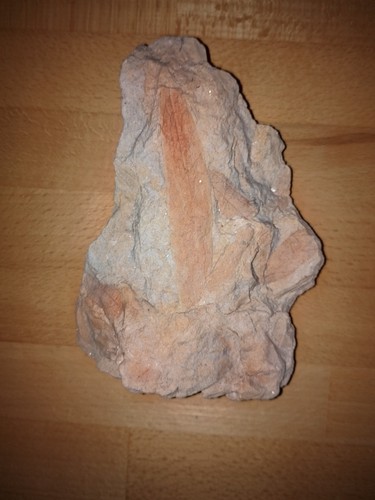 Schöne versteinerung - schöne,