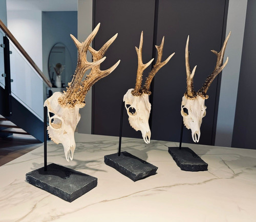 Trophäenständer jagd ohne - jagd,,