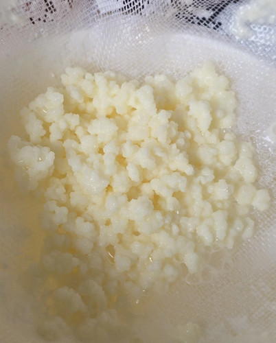 Milchkefir kefirknollen 5gr - milchkefir/,