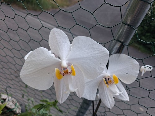 orchideePhalaenopsis