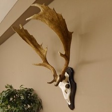 Damhirsch Geweih Höhe 89 cm auf Trophäenschild Dam Hirsch Hirschgeweih 72.504