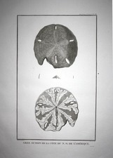 1797 America North Sea urchin
