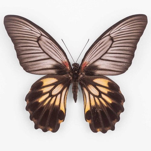 Papilio memnon merapu - memnon,