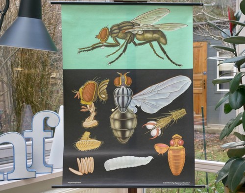 Vintage schulwandkart fliege - |,