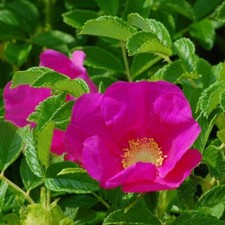 Kartoffelrose Apfelrose Rosa rugosa Wildrose Blüte pink Heckenrose Bienenweide
