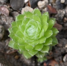 Sempervivum, Dachwurz, Sorte "Lemon Babies", 4 Tochterrosetten